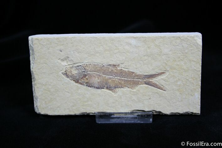 Well Preserved Knightia Fossil Fish ( inches) #794